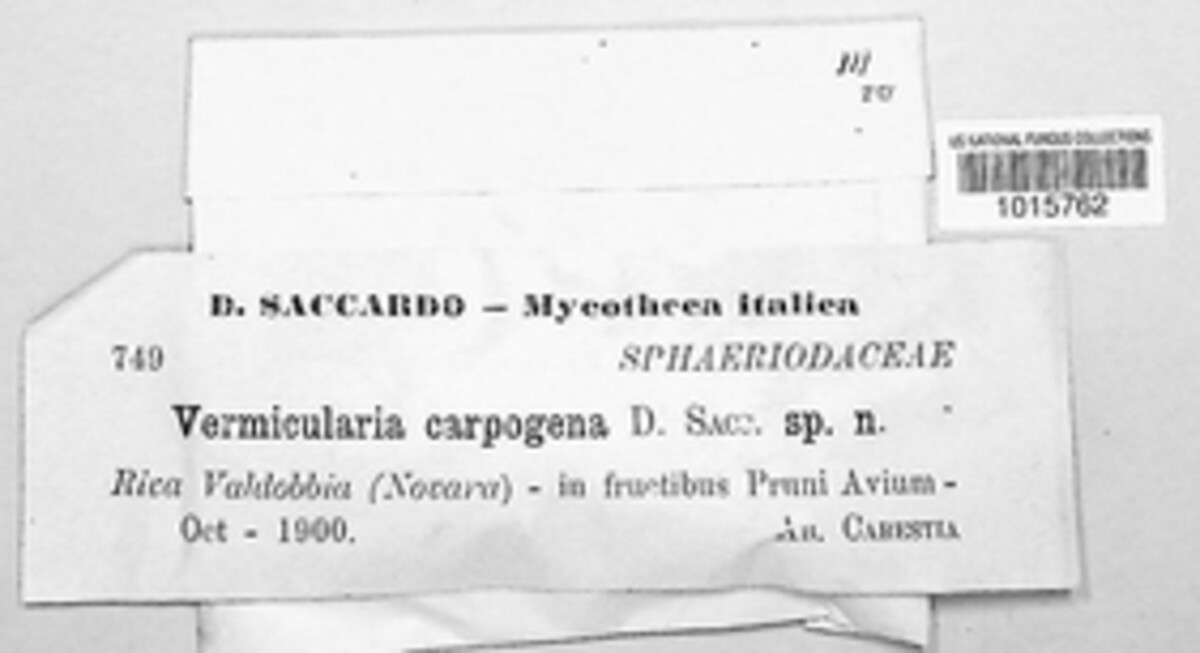 Vermicularia carpogena image